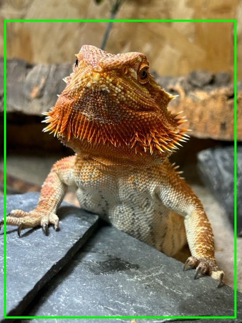 red baardagaam samenpreciesgoed.jpg